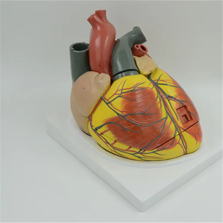 Индивидуальный дизайн индекс индекса массы тела visceral, цифровые весы человеческого тела