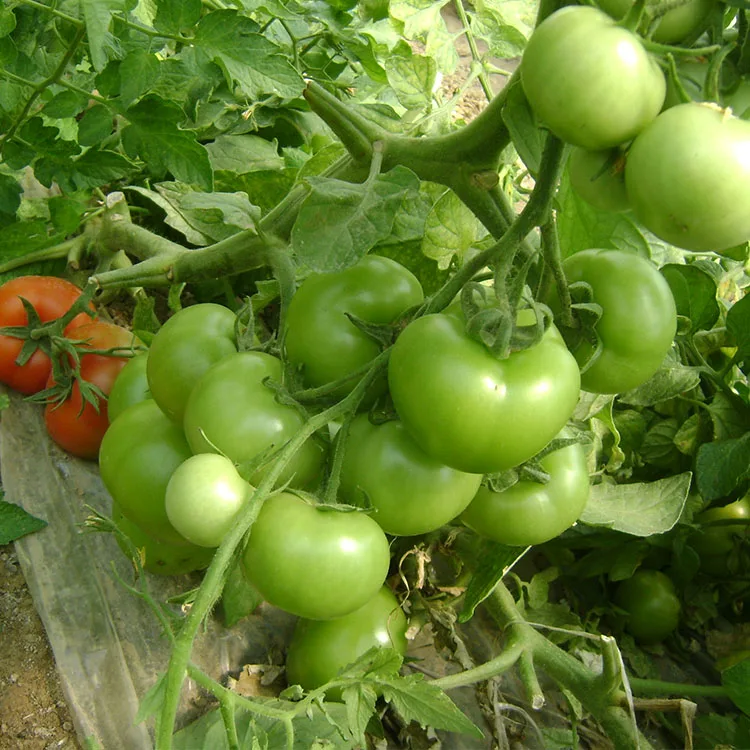 Высокая устойчивость к семенам томатов TY и root nematode