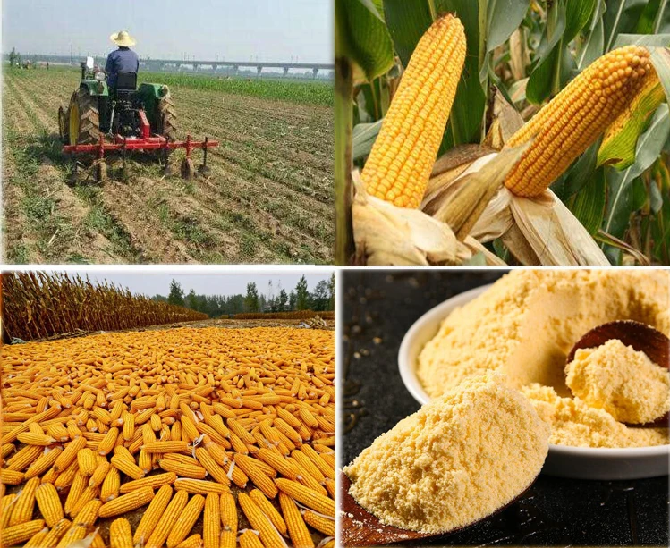Supply all purpose flour corn Made From instant corn flour