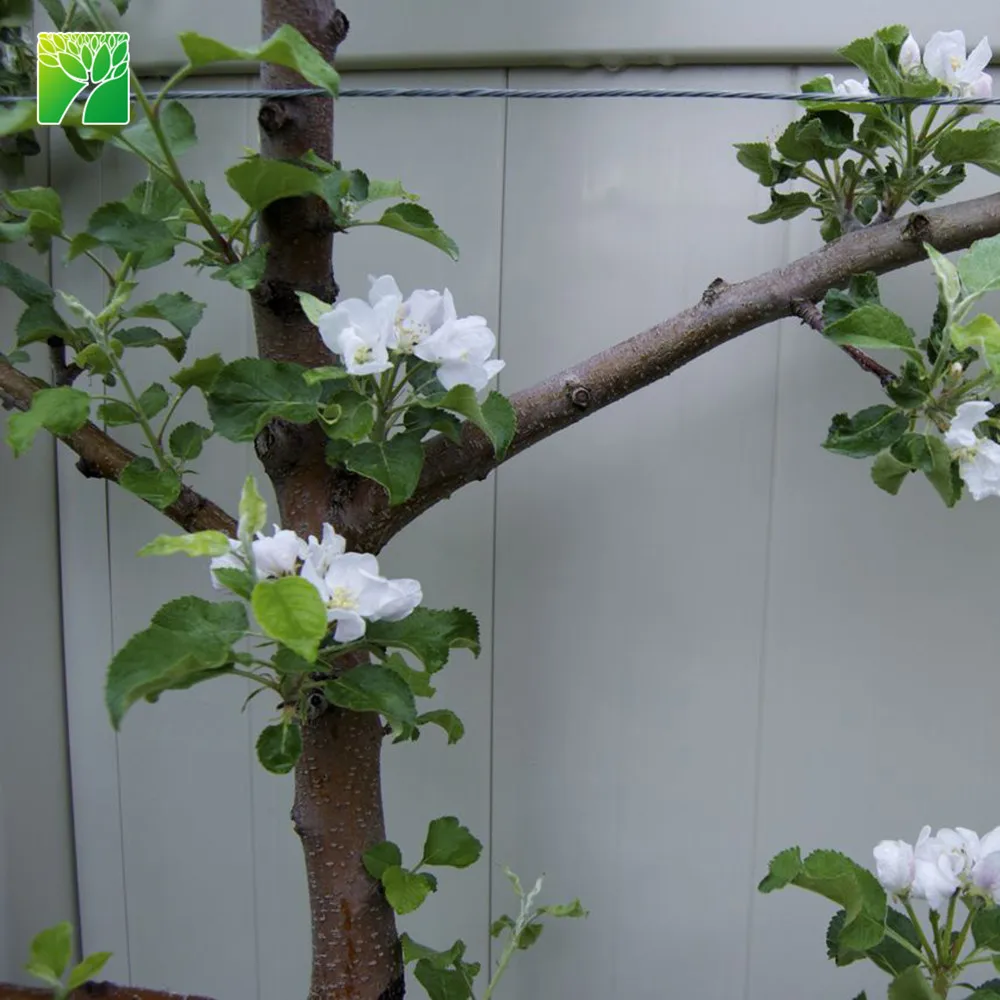 Яркое солнце, высота до 100 см, гала, яблоко, карликовый пицер, Малус пумила