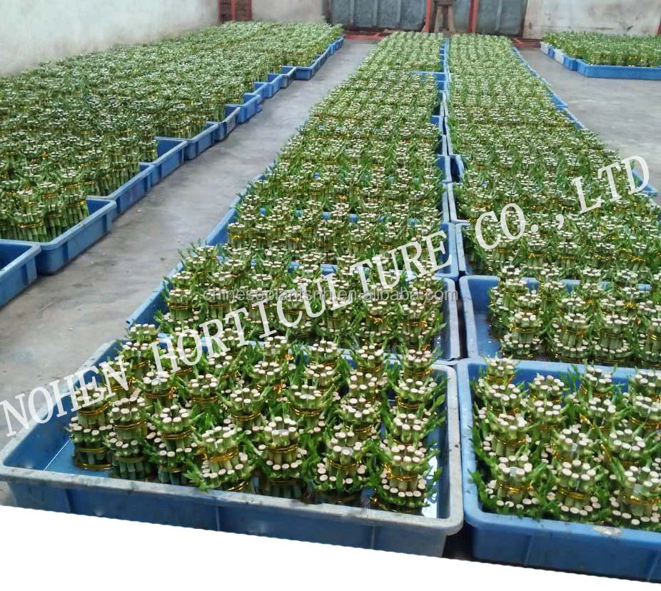 
DRACAENA SANDERIANA, tower lucky bamboo for nursery garden decoration 