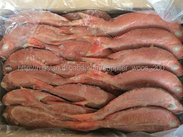 Оптовая Новый замороженный свежий красный грубиян рыбы