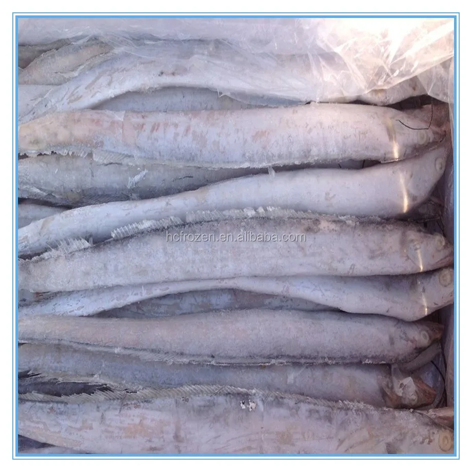 BQF Frozen fresh whole round ribbon fish for sale