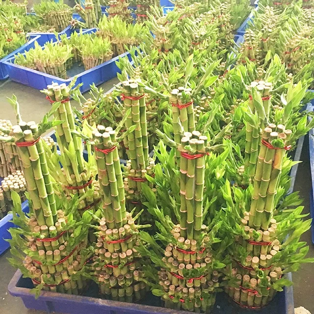 
New Arrive Natural Ornamental Plant Lucky Bamboo 