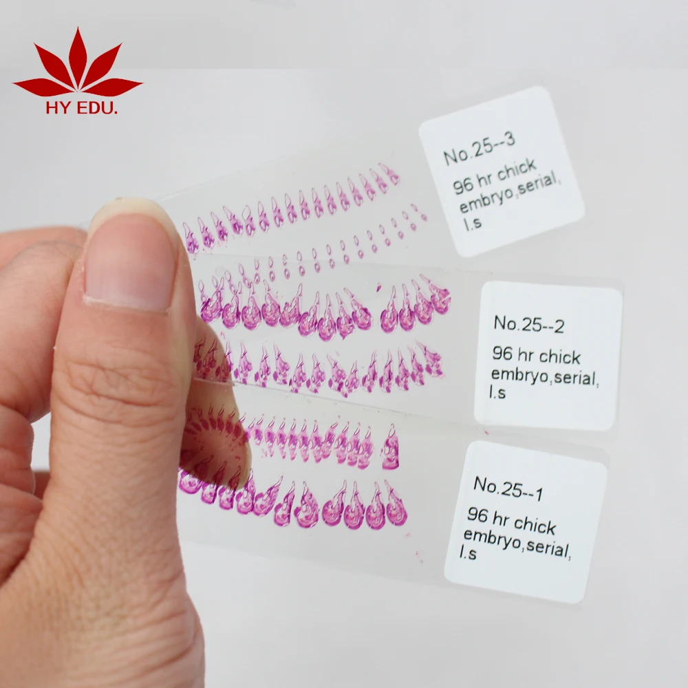 Fixed set hot-products 25kinds chick embryo microscope slides for biology embryology survey