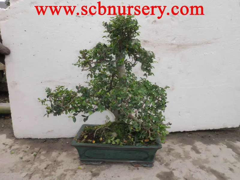 
Дерево бонсай Zelkova Art 25 см 