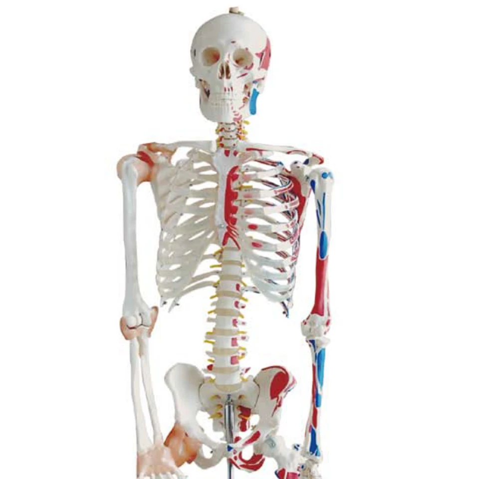 Модель скелета с цветными мышцами и связью 180 см, модель анатомии скелета, модель анатомии мышц