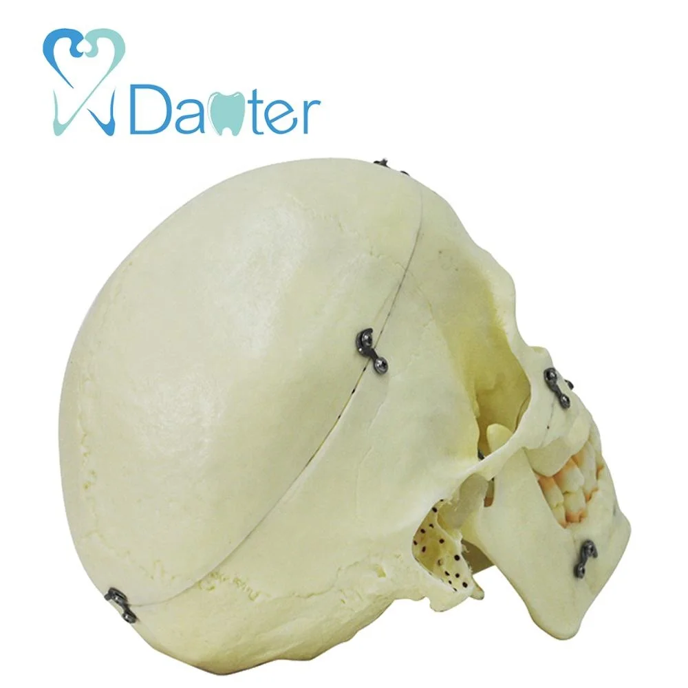 hot sell medical anatomical skull model with lock