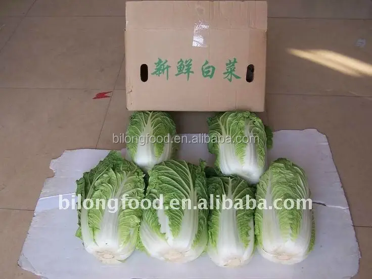 
2021 GAP wholesale fresh chinese long cabbage new crop high quality export to MALAYSIA CANADA UAE SINGAPORE 