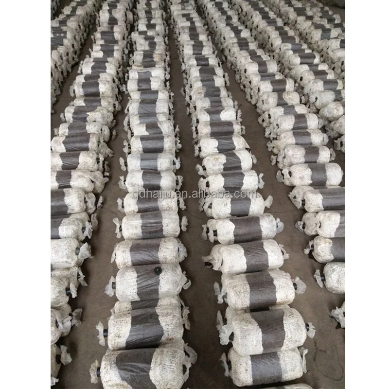 
White color Oyster mushroom log price 
