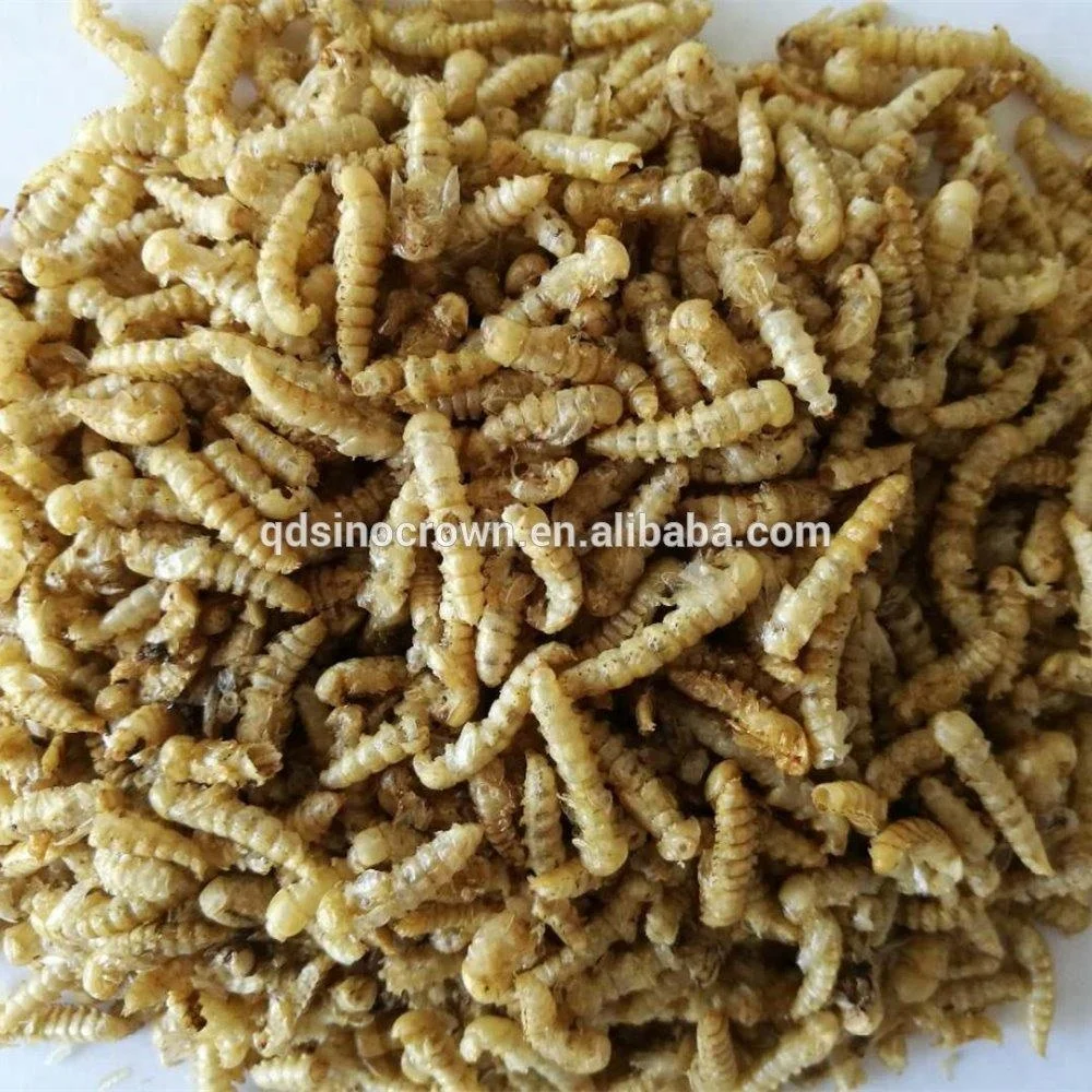 Ostrich Food Dried Yellow Mealworm Pupa Pet Feed Ddditive