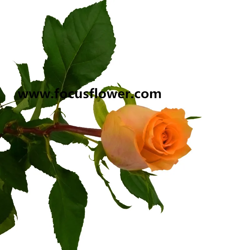 Newest Fresh Cut Flowers Colombia Kunming Flower Exporter Golden Rose with 22 stems/bundle