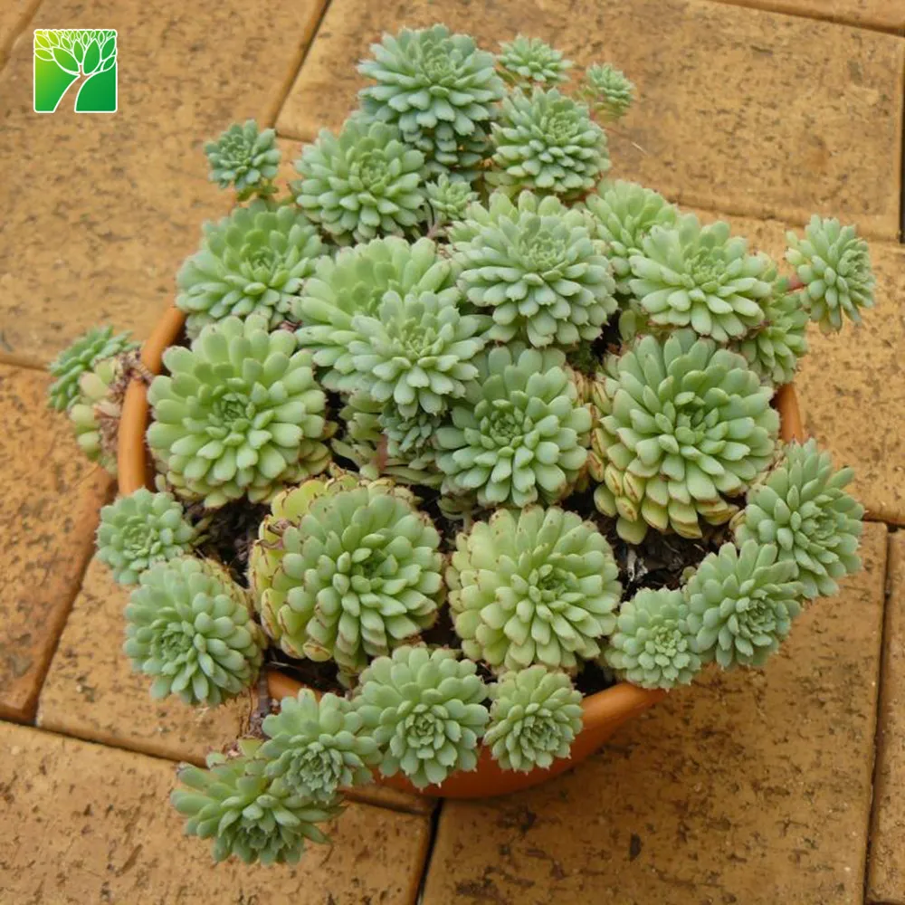 Горячая Распродажа, мини-живые суккуленты, эфеверия Винсент катто