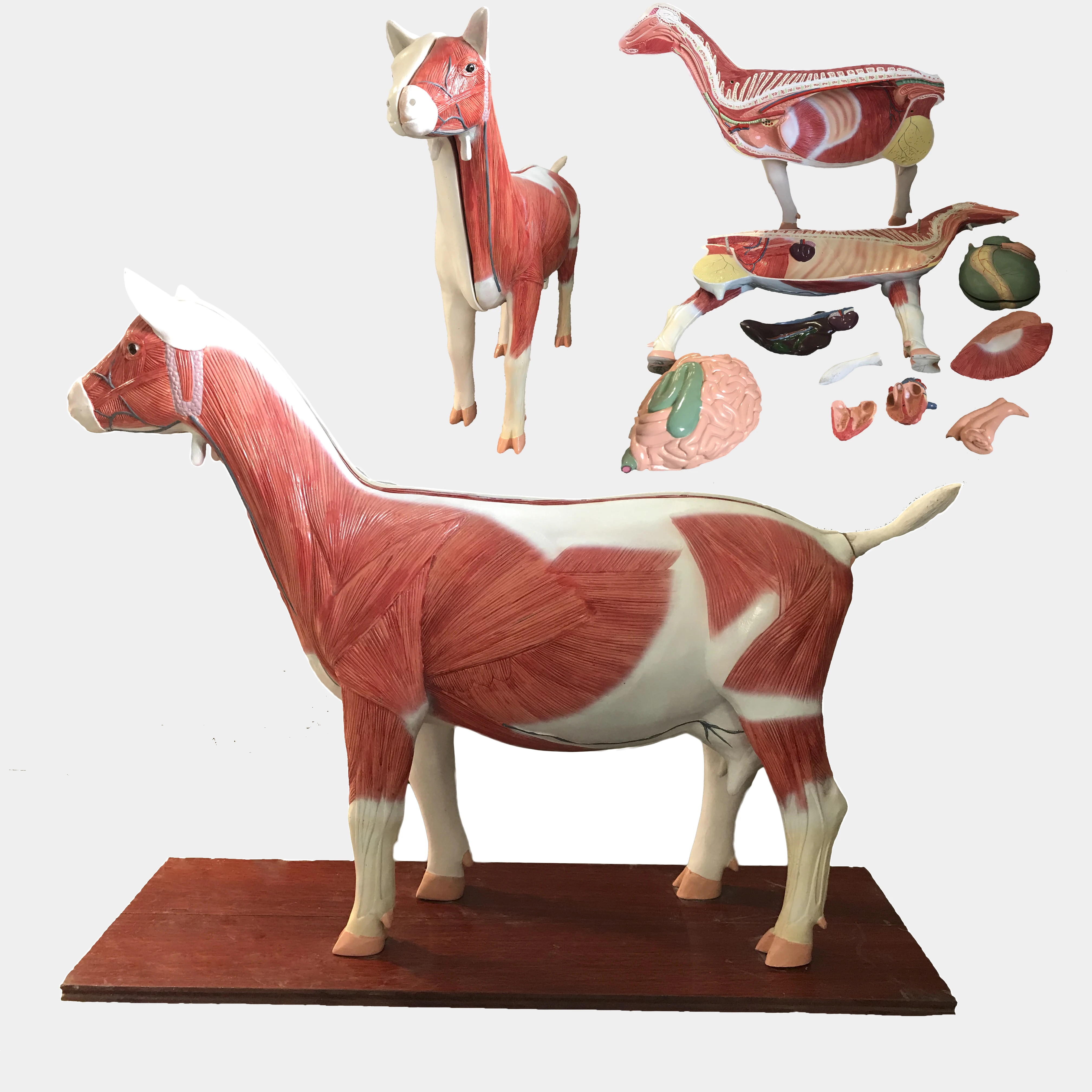 Plastic Sheep Anatomy Medical Model