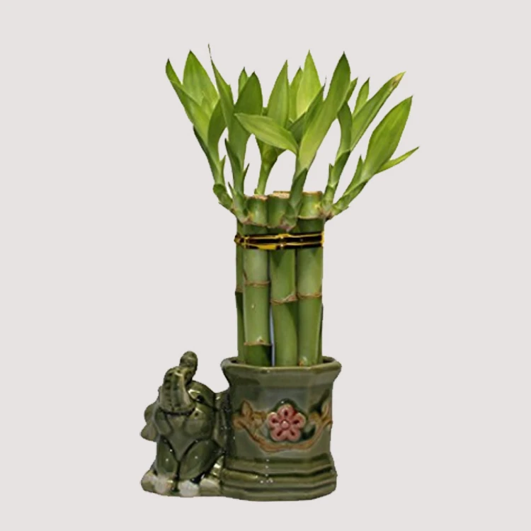 Hot selling 50cm straight natural plants lucky bamboo plant lucky bamboo cheap