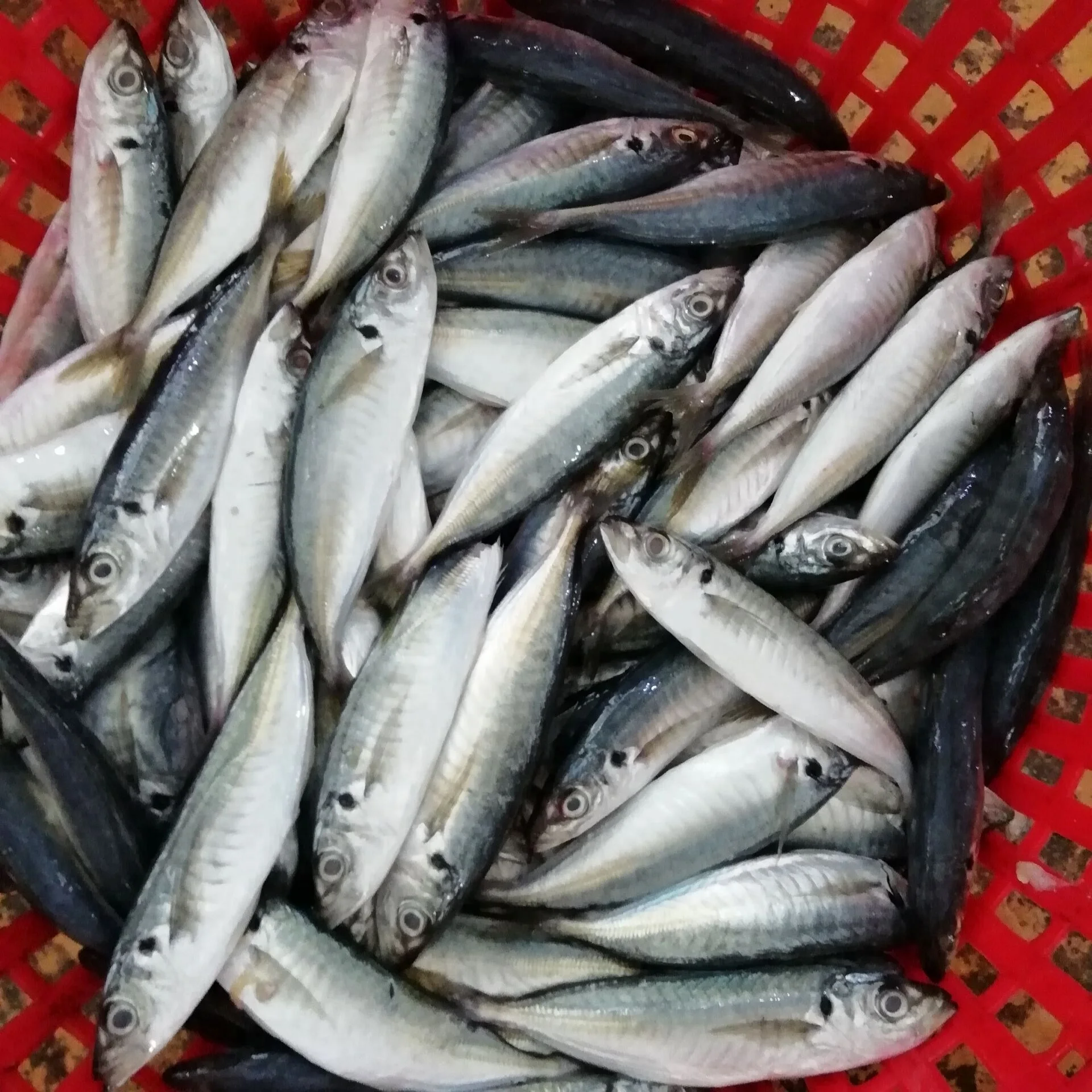 
Frozen Horse Mackerel Fish whole Round Big Eye Scad Jack Mackerel 