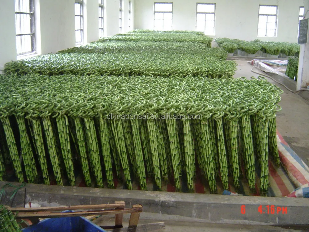 
Spiral lucky bamboo Dracaena Sanderiana 