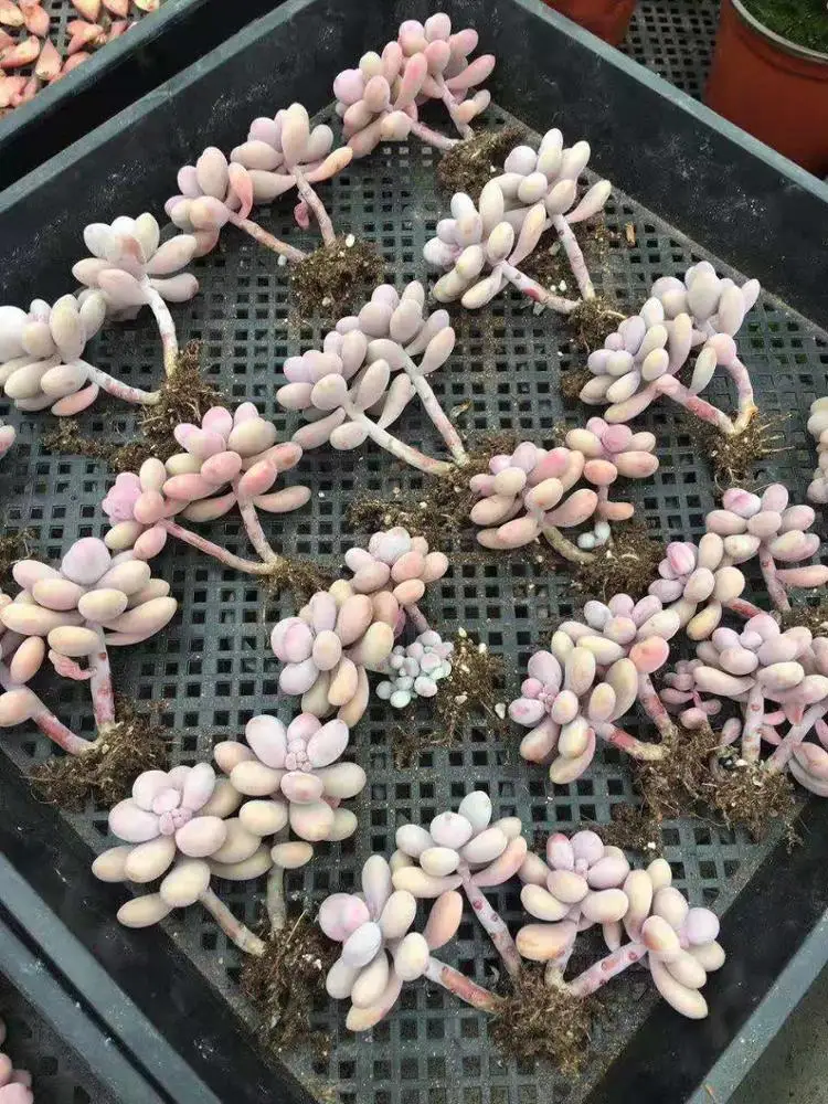 Виноградный аметист, суккулент бонсай, внутреннее украшение