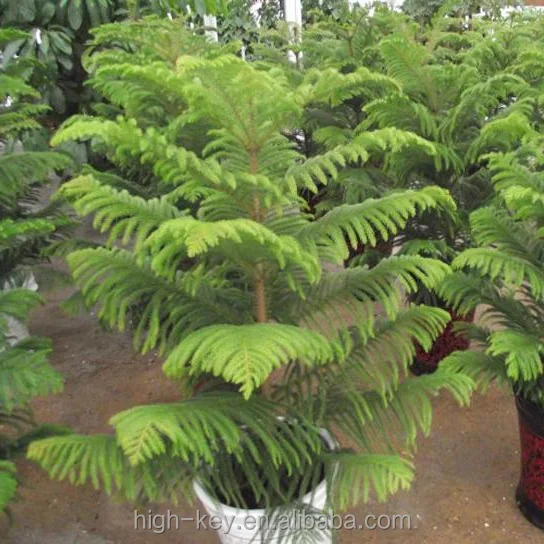 
S301 Wholesale Cheapest High Germination Araucaria Plant 