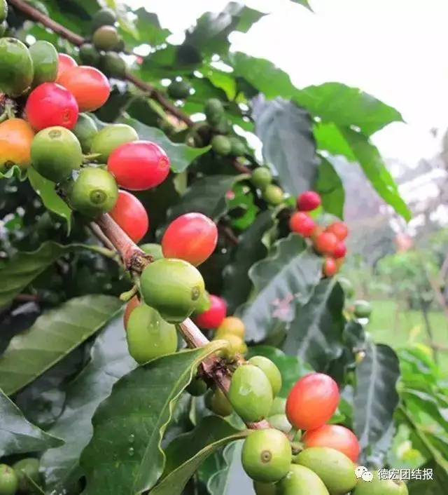 
Good Quality green coffee bean 