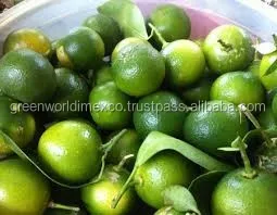BEST SELLER FRESH GREEN KUMQUAT FRUIT FROM VIETNAM