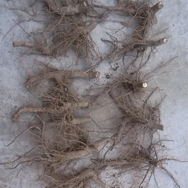 
2018 new fresh cold resistant hybrid 9501 paulownia root for planting 