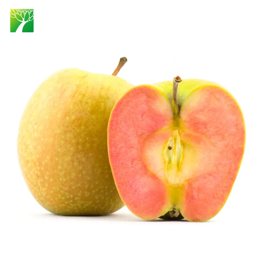 Растение для рассады яблони Красной плоти малуса пумилы высотой 8-12 футов на продажу