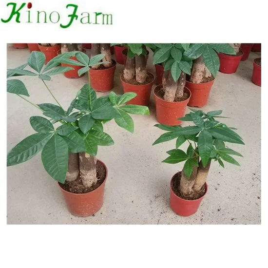 Wholesale Mini Indoor Plants Money Tree