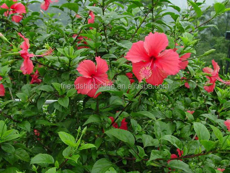 
The landscape tree Hibiscus rosa-sinensis seedling 