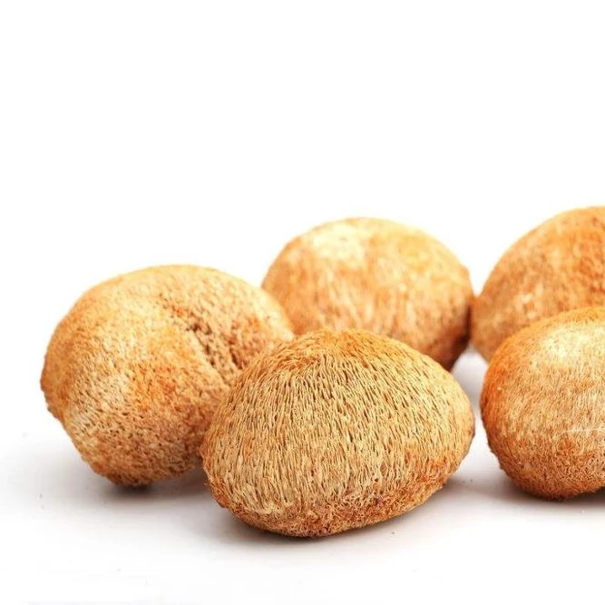 
 Лидер продаж 2019, гриб львиная грива, трахициум эрнацеус  