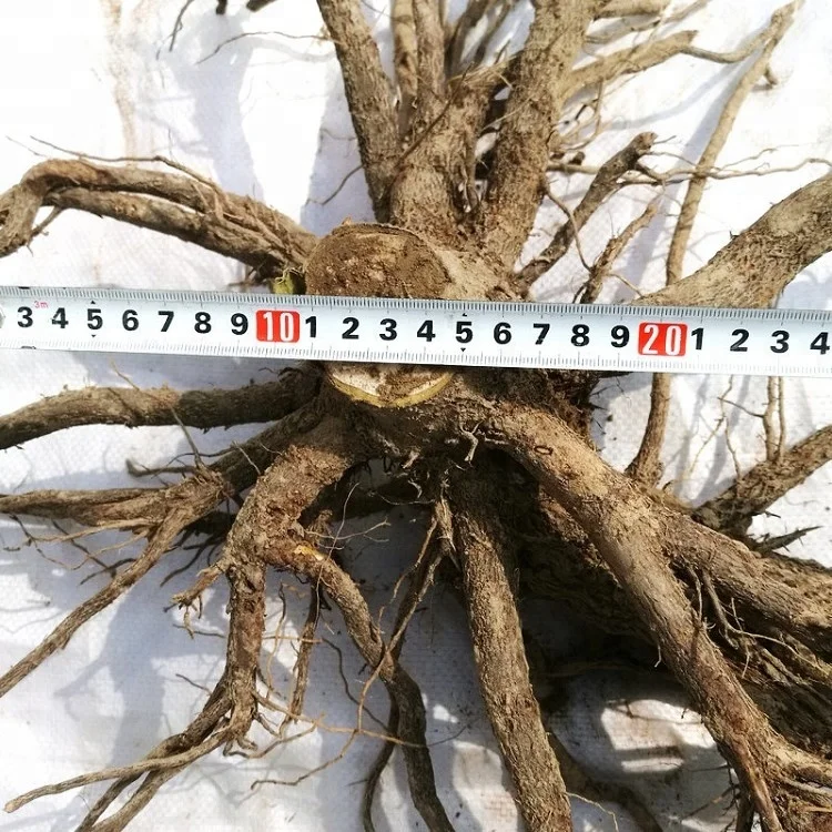 China cold resistant fast grow royal empress paulownia FTE young tree for planting