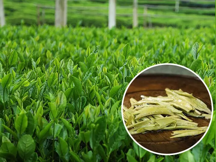 
Rich in vitamin B and vitamin C, chlorophyll organic longjing green tea, taste very good 
