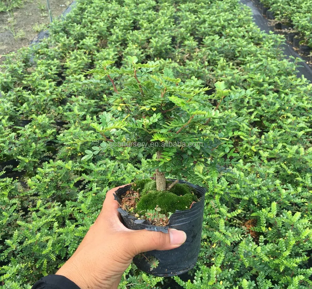 Zanthoxylum indoor ourdoor bonsai nursery suppiler exporter