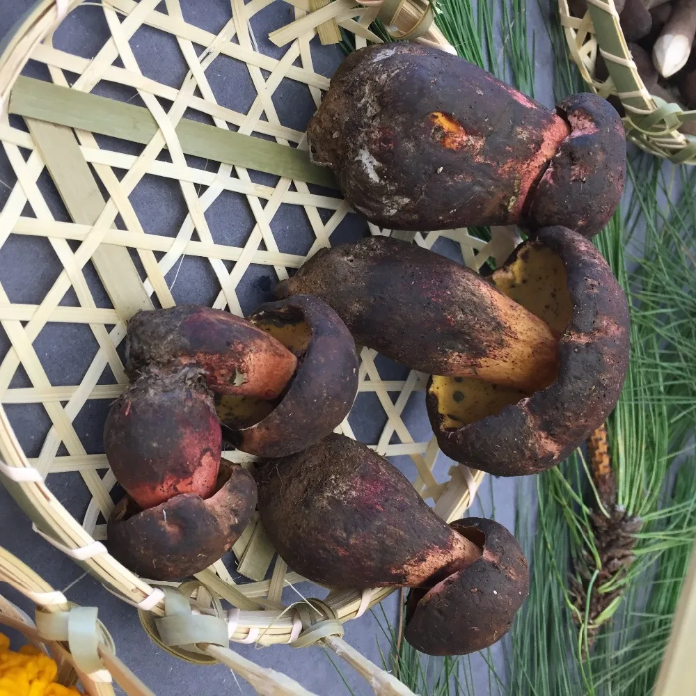 Оптовые цены на грибы Detan Wild Boletus