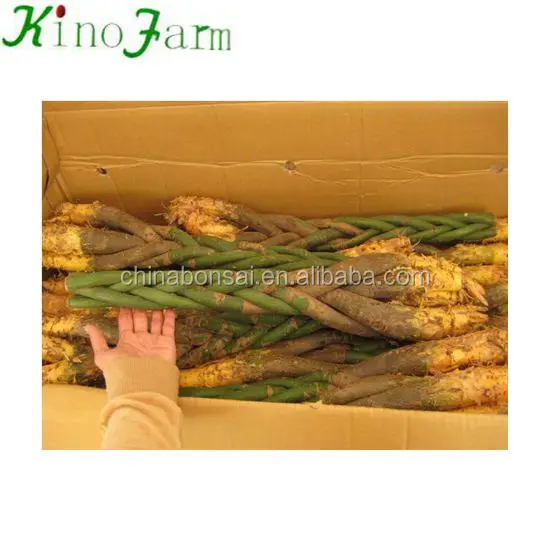 
zhangzhou Kinofarm big money tree bonsai 