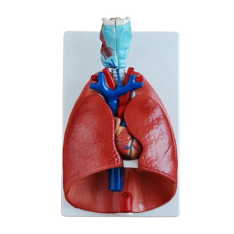 Larynx, heart and lung model Lung anatomy model Respiratory system structure Human internal organ model