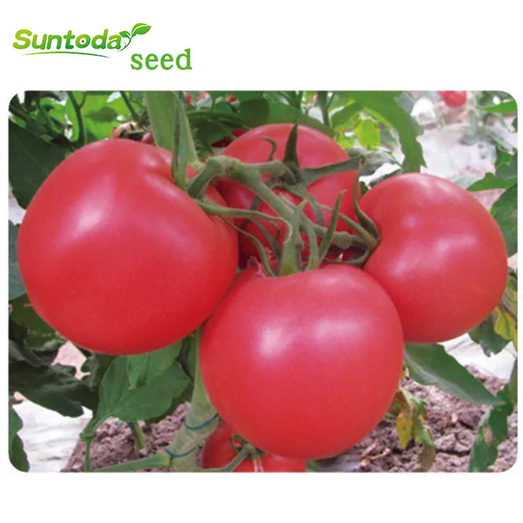 
suntoday Seminis round big pink high yield f1 hybrid tomato seeds 10gr/bag 