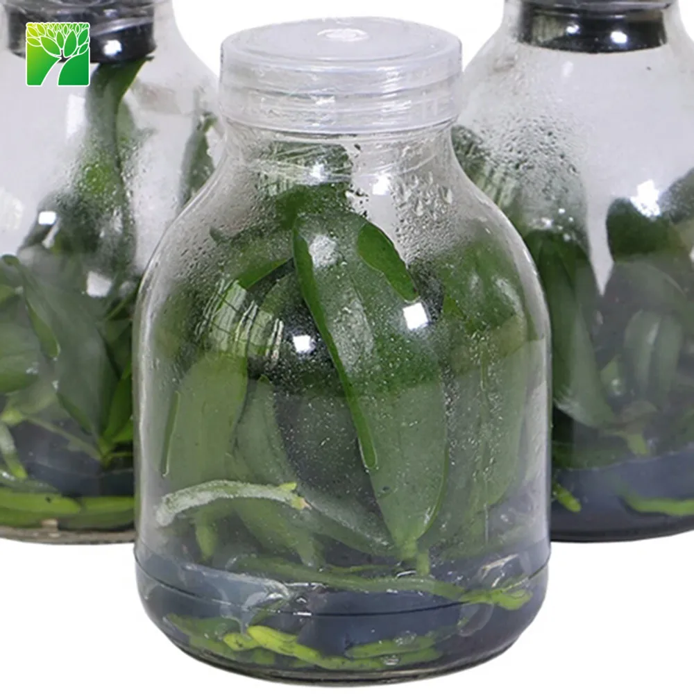 Низкая цена, Орхидея, культура тканей, Орхидея, фаленопсис, колба, рассада для продажи