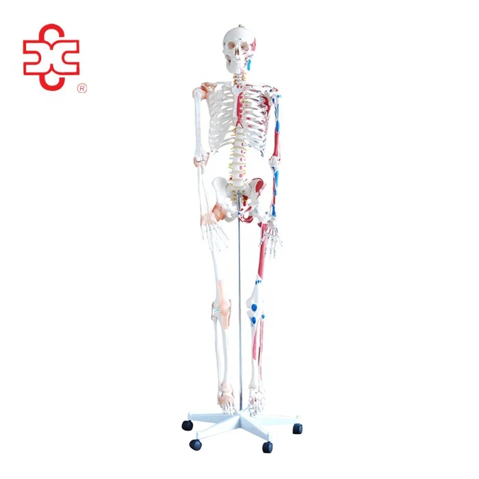 180cm Skeleton with Muscles and Ligaments Human skeleton anatomy model