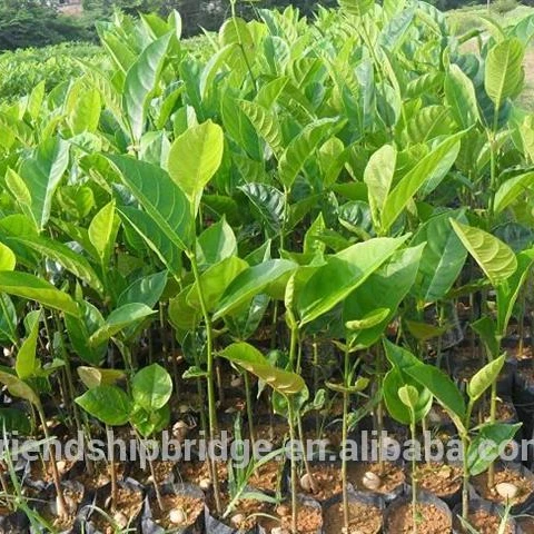 
Распродажа саженцев мангиферы индийского манго 