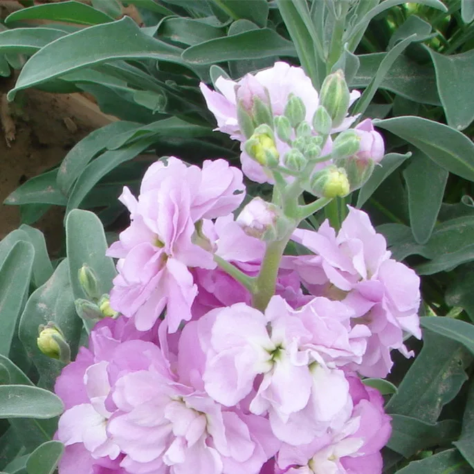 
 2021 новейшие семена фиолетовых/альтовых цветов для посева  