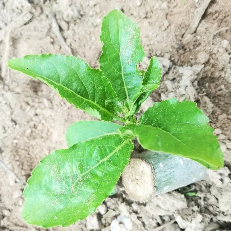 
Yang shu fast growth cold resistant not catkin Alamo trunk cutting plants 