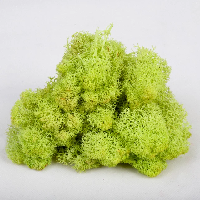 wholesale  everlasting raw material  dried stabilized preserved moss from china