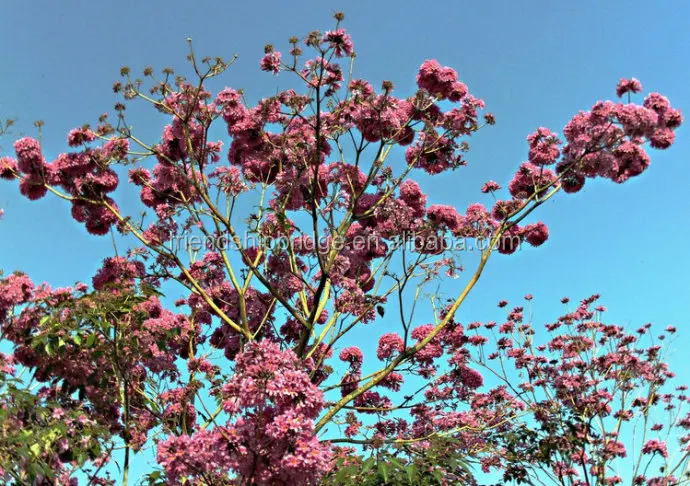 
Wholesale street landscape blooming Tabebuia pentaphylla tree seedling 