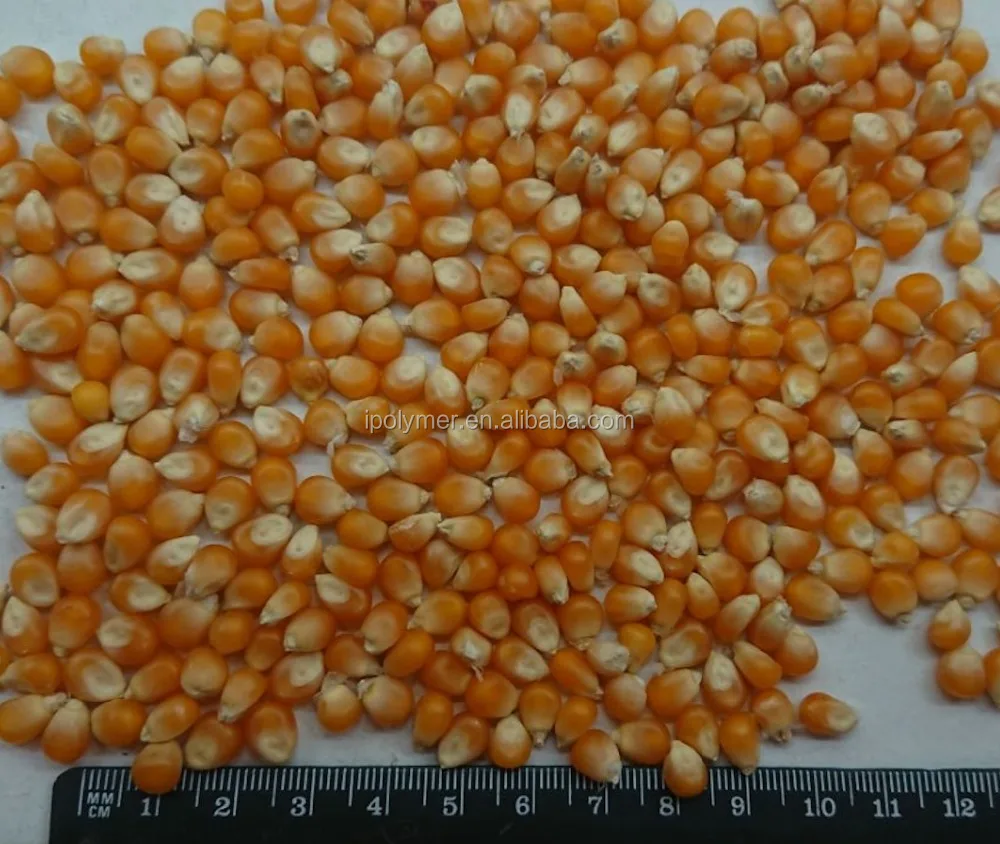 POP corn --- Good qualitiy