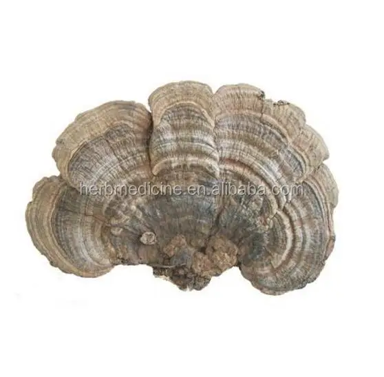 
Healthy ganoderma applanatum tea high quality lingzhi 