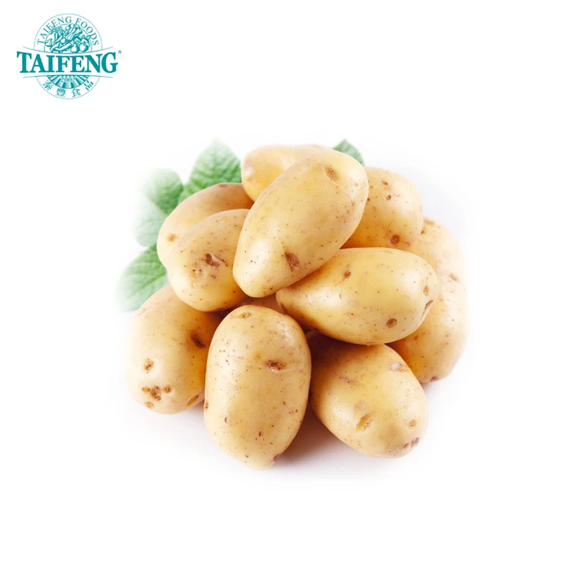 Big size fresh potatoes wholesale