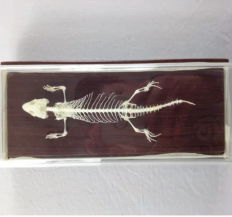 HM-BD-257 LIZARD SKELETON NATURAL BONE MODEL LIZARD SKELETON MODEL ANATOMICAL LIZARD SKELETON MODEL