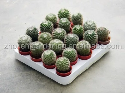 Mammillaria Hahniana 5 см мини кактус суккуленты комнатные растения бонсай детский эхинокактус grusonii cereus cклиенты opuntia
