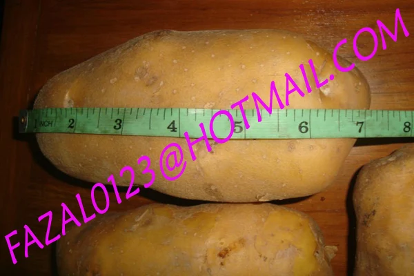 
BANGLADESHI HIGH QUALITY FRESH GRANOLA POTATO AND DIAMOND POTATO FROM EXPORT TRADE ASSOCIATE WITH CHEAP PRICE 